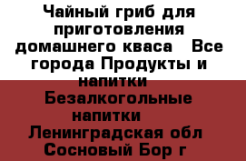 Чайный гриб для приготовления домашнего кваса - Все города Продукты и напитки » Безалкогольные напитки   . Ленинградская обл.,Сосновый Бор г.